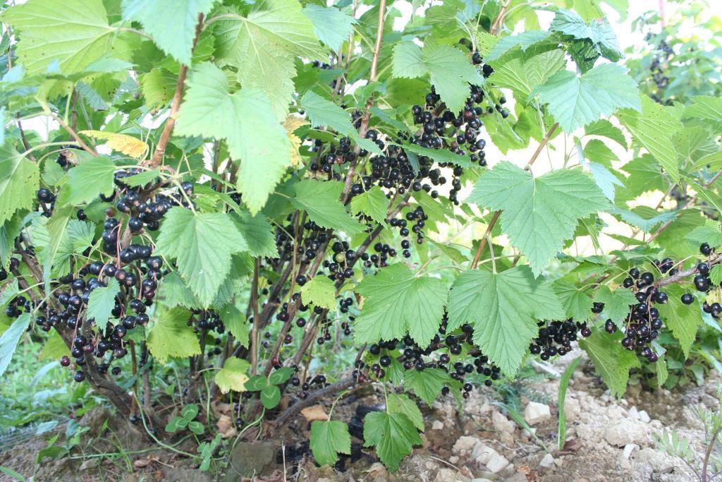 Sadyba Drymba Skhidnytsia エクステリア 写真